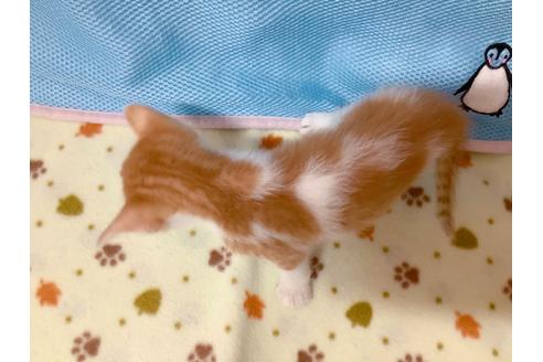 成約済の東京都のマンチカン-16286の2枚目