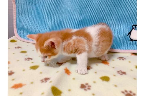 成約済の東京都のマンチカン-16286の3枚目