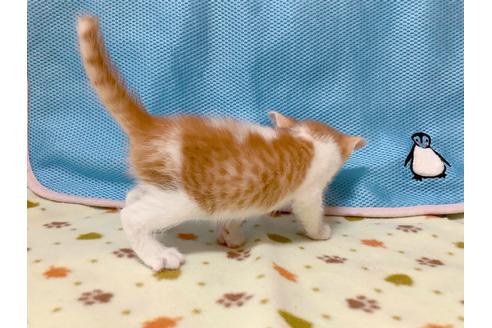 成約済の東京都のマンチカン-16286の4枚目