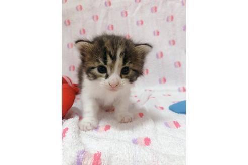 成約済の東京都のサイベリアン-16186の1枚目