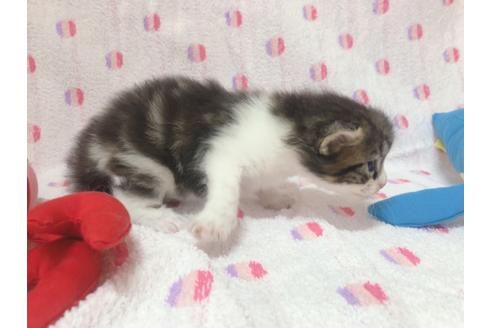 成約済の東京都のサイベリアン-16186の2枚目