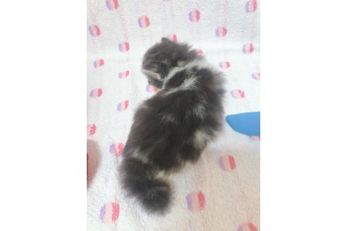 成約済の東京都のサイベリアン-16186の3枚目