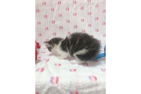 成約済の東京都のサイベリアン-16186の4枚目