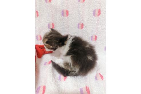 成約済の東京都のサイベリアン-16187の10枚目