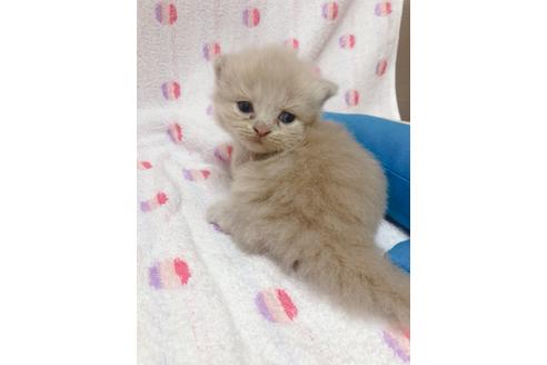 成約済の東京都のミヌエット-16412の9枚目