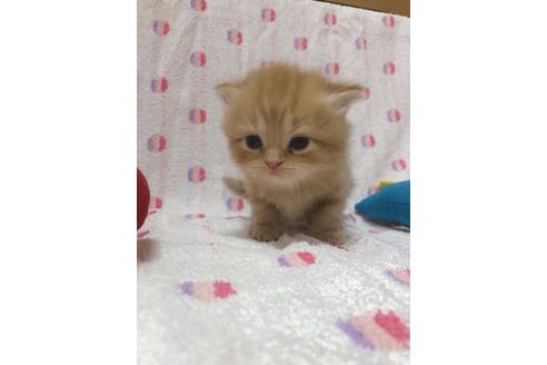 成約済の東京都のミヌエット-16410の1枚目