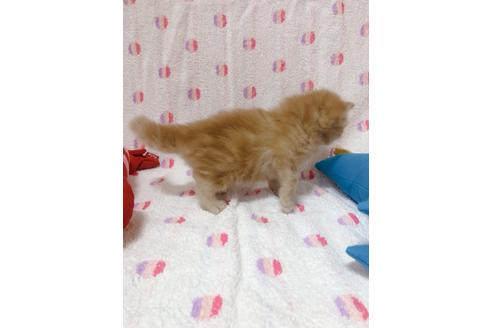 成約済の東京都のミヌエット-16410の10枚目