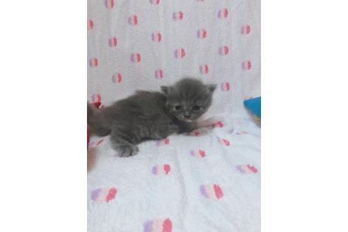 成約済の東京都のミヌエット-16411の11枚目