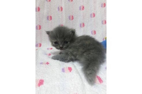 成約済の東京都のミヌエット-16411の10枚目