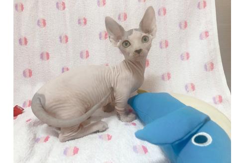 成約済の東京都のその他の猫種-16298の1枚目