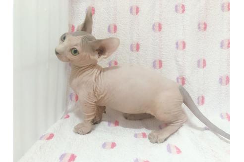 成約済の東京都のその他の猫種-16298の2枚目