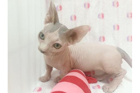 成約済の東京都のその他の猫種-16298の3枚目