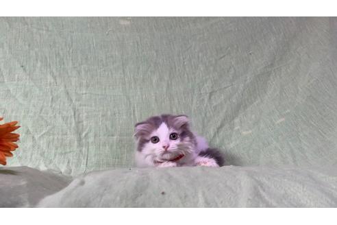 成約済の埼玉県のスコティッシュフォールド-16195の2枚目