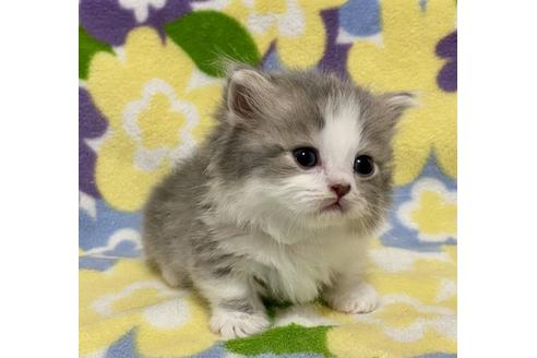 成約済の神奈川県のミヌエット-16217の4枚目
