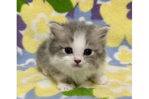 成約済の神奈川県のミヌエット-16217の3枚目