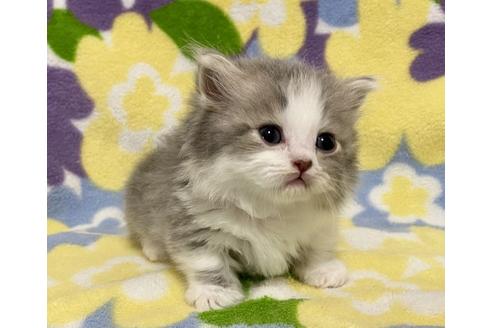 成約済の神奈川県のミヌエット-16217の2枚目