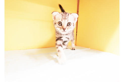 成約済の東京都のスコティッシュフォールド-14394の2枚目