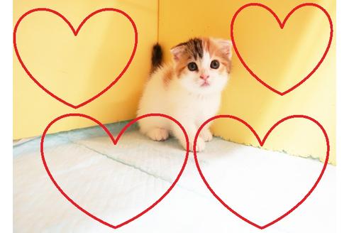 成約済の東京都のマンチカン-16265の1枚目