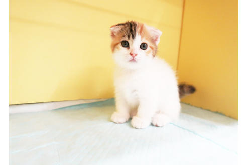 成約済の東京都のマンチカン-16265の2枚目