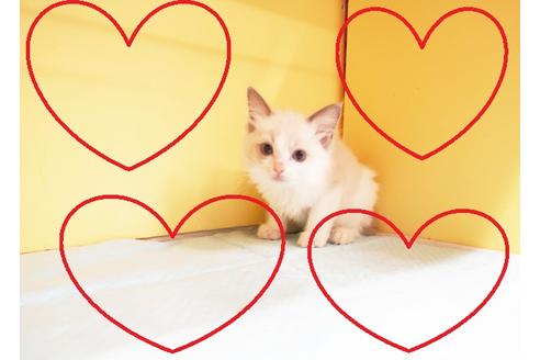 成約済の東京都のラグドール-16266の1枚目