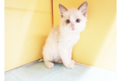 成約済の東京都のラグドール-16266の2枚目