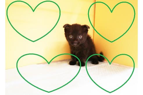 成約済の東京都のスコティッシュフォールド-16267の1枚目