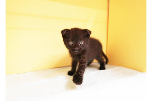 成約済の東京都のスコティッシュフォールド-16267の2枚目