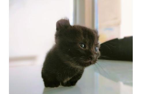 東京都のその他の猫種 女の子 21 05 21生まれ こぐまちゃんのようなキンカローの女の子 子猫id 子猫ブリーダーナビ