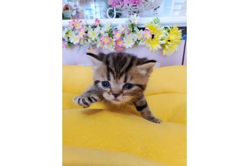 成約済の広島県のエキゾチックショートヘア-16317の1枚目