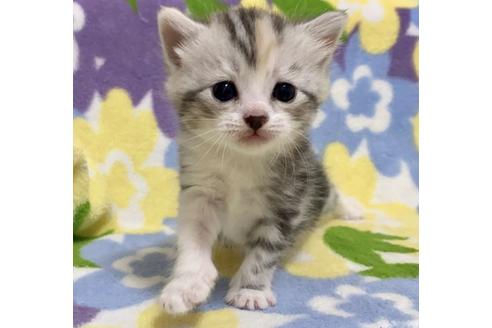 成約済の神奈川県のマンチカン-16326の4枚目