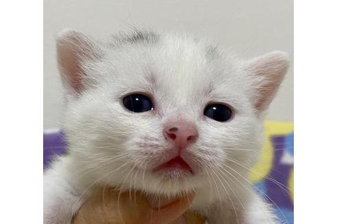 成約済の神奈川県のマンチカン-16327