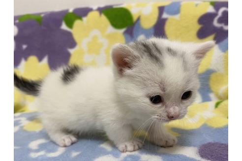 成約済の神奈川県のマンチカン-16327の4枚目