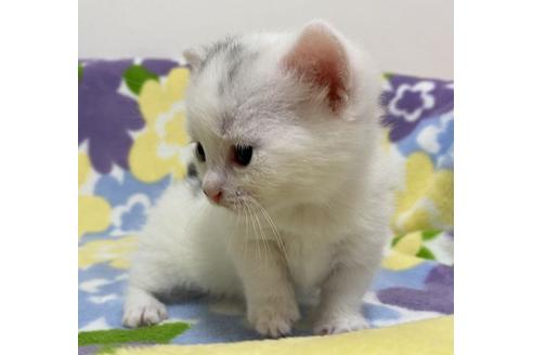 成約済の神奈川県のマンチカン-16327の2枚目
