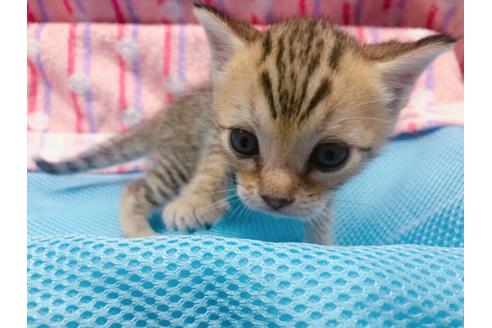 成約済の東京都のジェネッタ-16350の9枚目