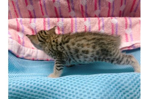 成約済の東京都のジェネッタ-16350の8枚目