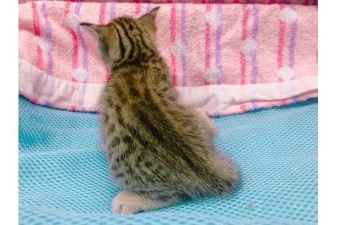 成約済の東京都のジェネッタ-16350の6枚目