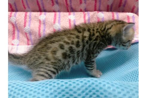 成約済の東京都のジェネッタ-16350の7枚目