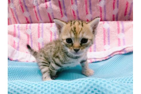 成約済の東京都のジェネッタ-16351の1枚目