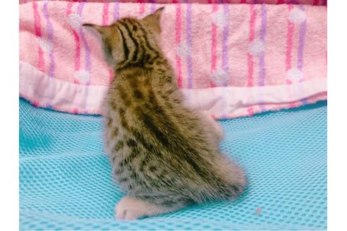 成約済の東京都のジェネッタ-16351の3枚目