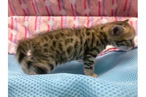 成約済の東京都のジェネッタ-16351の2枚目