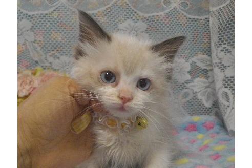 三重県のラグドール 女の子 21 06 13生まれ 可愛く成長中 子猫id 子猫ブリーダーナビ