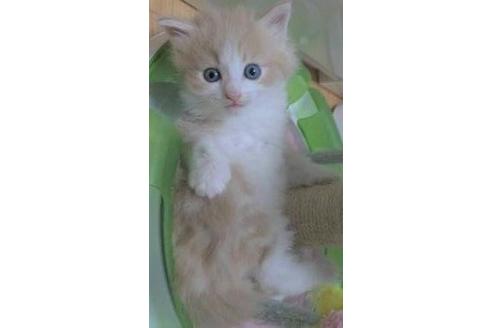 成約済の茨城県のノルウェージャンフォレストキャット-16386の3枚目