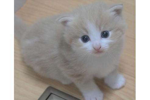 成約済の茨城県のノルウェージャンフォレストキャット-16386の1枚目