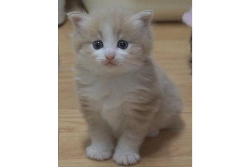成約済の茨城県のノルウェージャンフォレストキャット-16386の2枚目