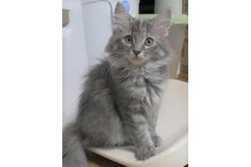 成約済の茨城県のノルウェージャンフォレストキャット-16387の1枚目