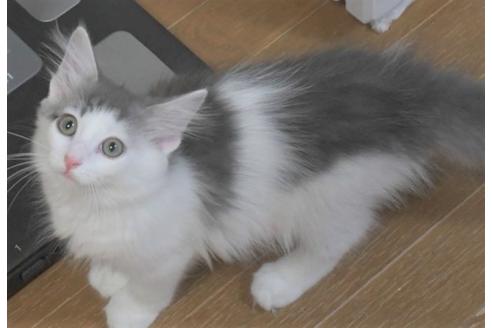 成約済の茨城県のノルウェージャンフォレストキャット-16392の2枚目