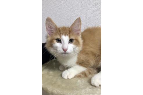 成約済の大阪府のノルウェージャンフォレストキャット-16401の1枚目