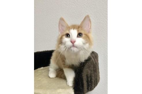 成約済の大阪府のノルウェージャンフォレストキャット-16401の2枚目