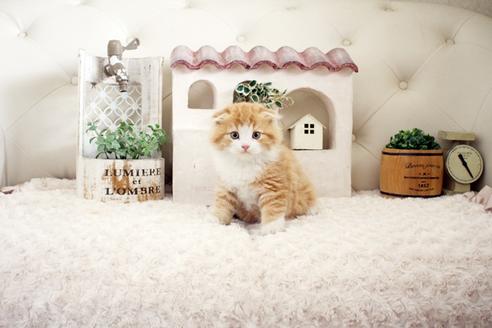 成約済の佐賀県のスコティッシュフォールド-16423