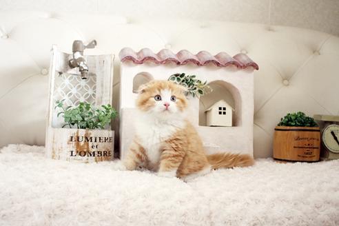 成約済の佐賀県のスコティッシュフォールド-16423の3枚目